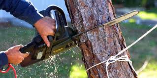 How Our Tree Care Process Works  in  Woodcreek, TX