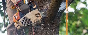 Best Aeration Services  in Woodcreek, TX