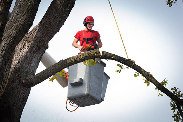 Trusted Woodcreek, TX Tree Services Experts