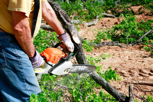 Best Lawn Pest Prevention  in Woodcreek, TX